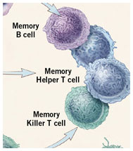 Illustration of how vaccines work