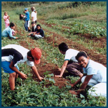 Landless Workers' Movement members plant crops