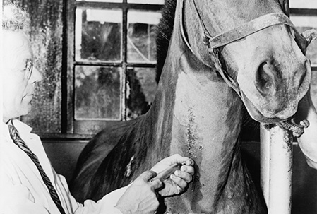 Man in a lab coat injecting a horse in the neck.