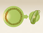 Learn more text will an illustration of a circular DNA being inserted into an oblong single cell microbe.