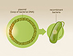 Animation of how insulin is made from recombinant DNA technology.