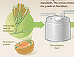 Infographic on how penicillin was made.