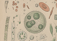 Graphic illustrations of various microbes numerically numbered