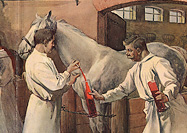 Four men in white smocks extract blood from two horses in a stable.