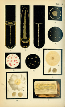 Color plate with ten illustrations of lactic acid bacteria growing in test tubes and on culture plates.