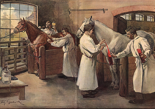 Four men in white smocks extract blood from two horses in a stable.