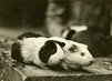 Two guinea pigs on a rough wood surface with a few stalks of alfalfa.