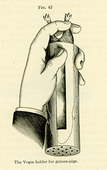 Drawing of a hand holding a guinea pig in a cylindrical guinea pig holder.  Guinea pig is in the holder head first with its hind feet sticking out from the open end.