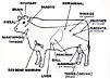 Line drawing of a steer with the locations of its glands labeled.