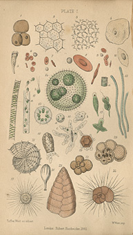 Graphic illustrations of various micobes numerically numbered.