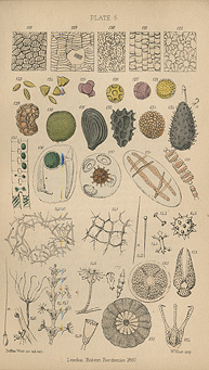 Graphic illustrations of various micobes numerically numbered.