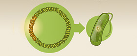 Insulin now part of the plasmid is returned to the bacteria.