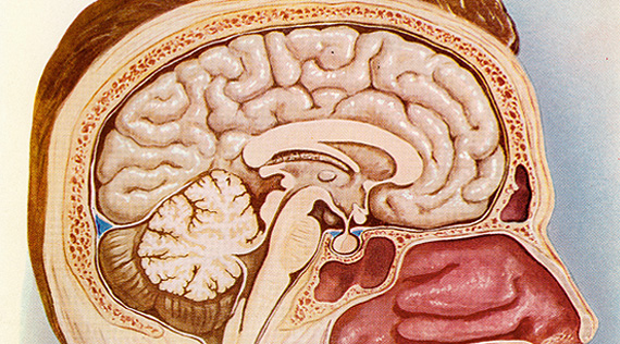 Drawing of a cutaway view of the inside of a human male head in profile.  Inset shows a close up of the pituitary gland and surrounding area.