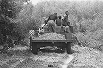 African American men ride along with crops on a tractor at a farm.