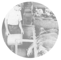 A man feeds livestock in a penned area from a garbage can.