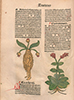 Page view with a long haired woman with leaves and bulbs coming out of her head.