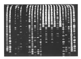 DNA chart, 1998