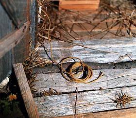 Barn crime scene, Nutshell Collection, 1940s-1950s