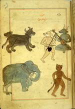 Folio 151a from Zakarīyā’ ibn Muḥammad al-Qazwīnī's Ajā’ib al-makhlūqāt wa-gharā’ib al-mawjūdāt (Marvels of Things Created and Miraculous Aspects of Things Existing) featuring fabulous beasts and demons: two horned demons playing musical instruments; a feline, horned quadruped with two heads; a brown demon with a cat's head and tail, wearing wrist beads (noise-makers); and an elephant with rear claw feet. The thin, brittle, lightly glossed, fibrous, yellow-brown paper has horizontal laid lines. The illustrations are set within frames of two red and one blue lines.