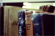 The upper half of three books with mold at the top of all three spines.