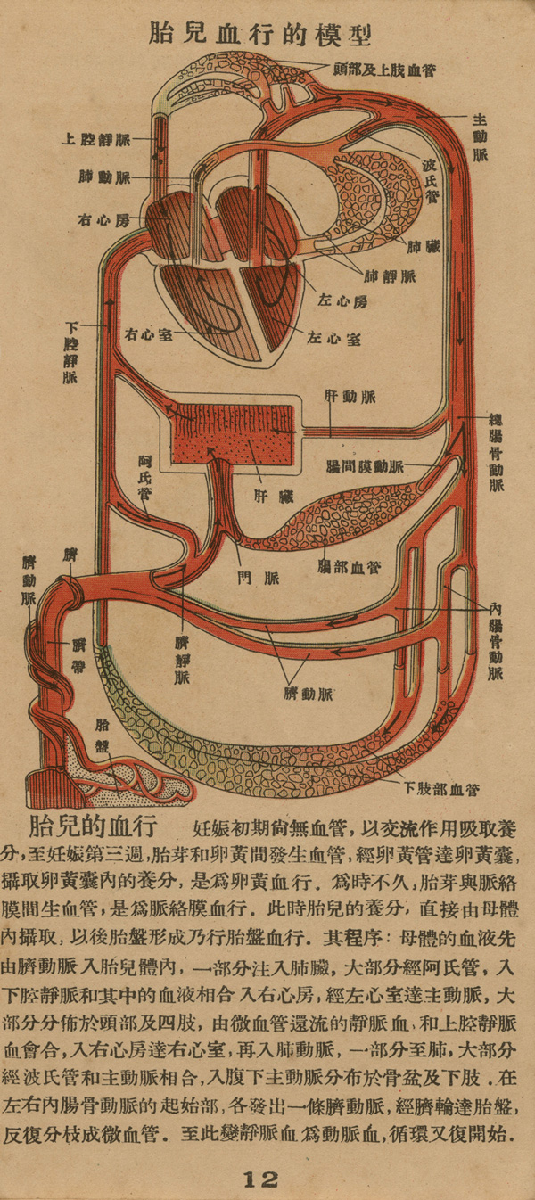 Page of text from a fold-out booklet with anatomical illustrations of the female reproductive anatomy