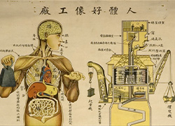 Anatomical poster with illustrations and text