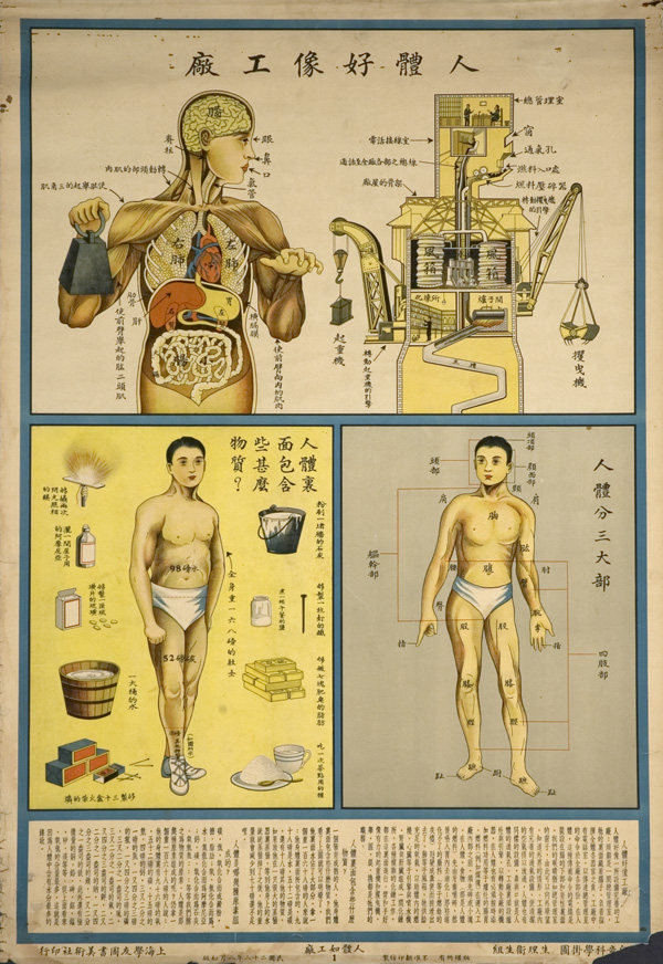 Anatomical poster with illustrations and text