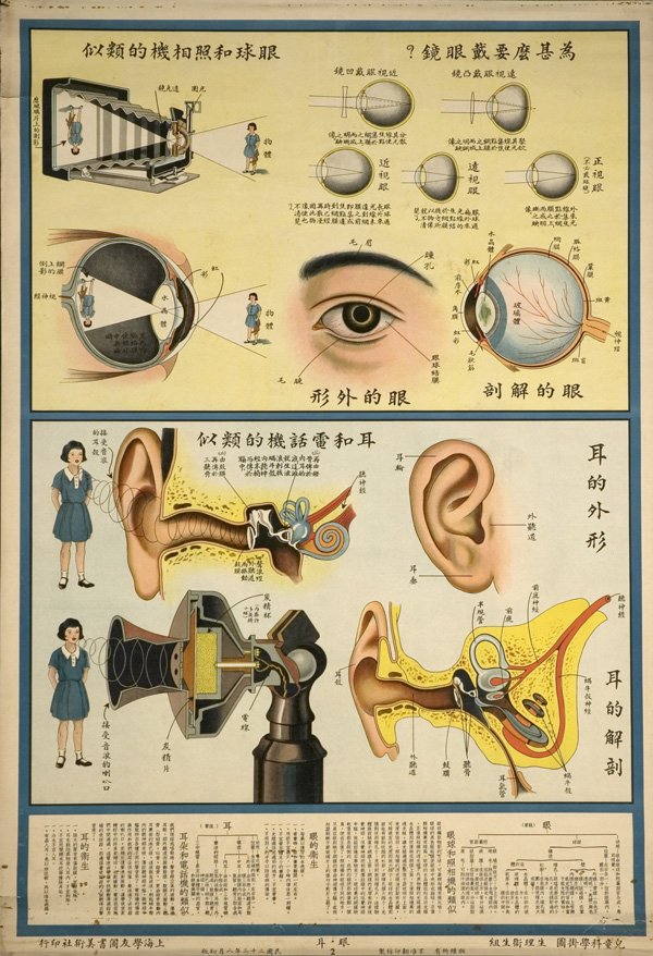 Anatomical poster with illustrations and text