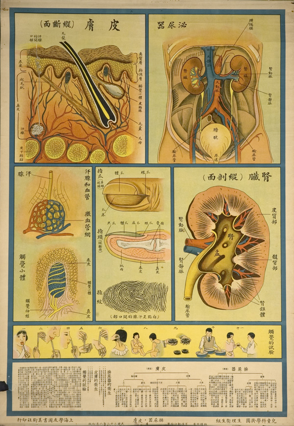 Anatomical poster with illustrations and text