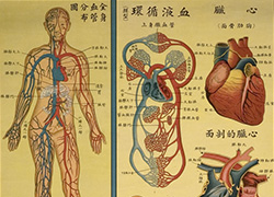 Anatomical poster with illustrations and text