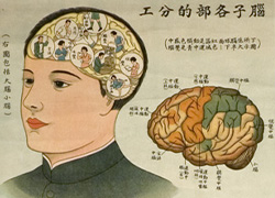 Anatomical poster with illustrations and text