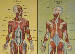 Anatomical poster with illustrations and text