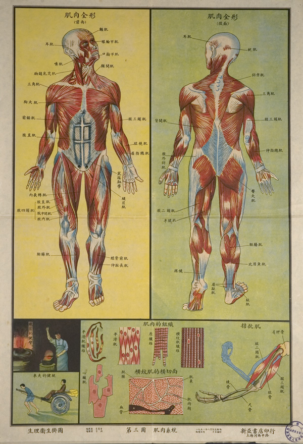 Anatomical poster with illustrations and text