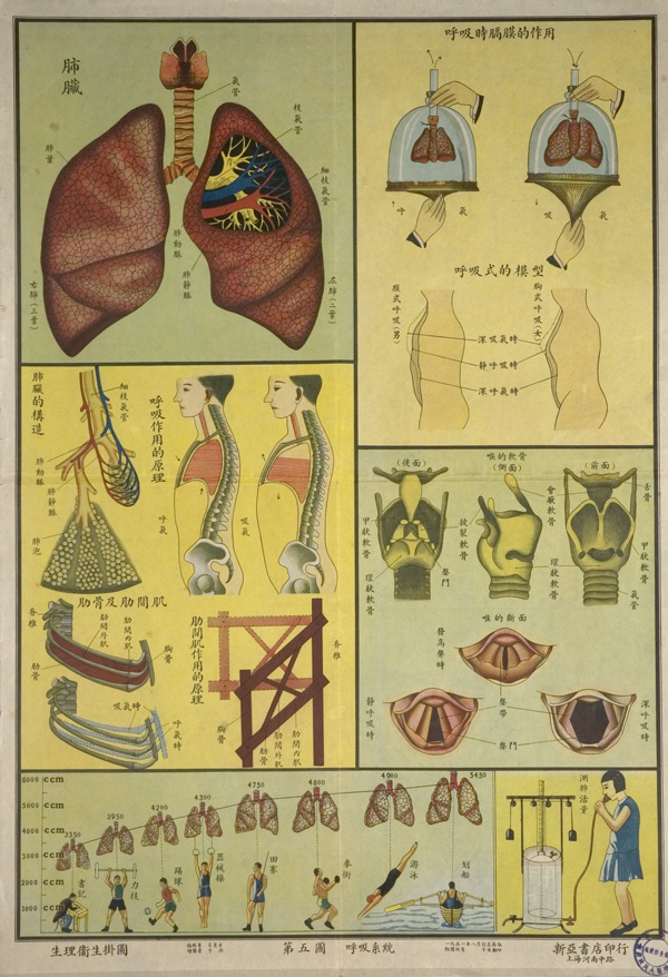 Anatomical poster with illustrations and text