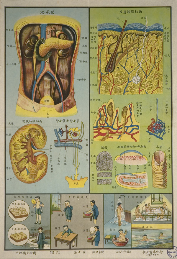 Anatomical poster with illustrations and text