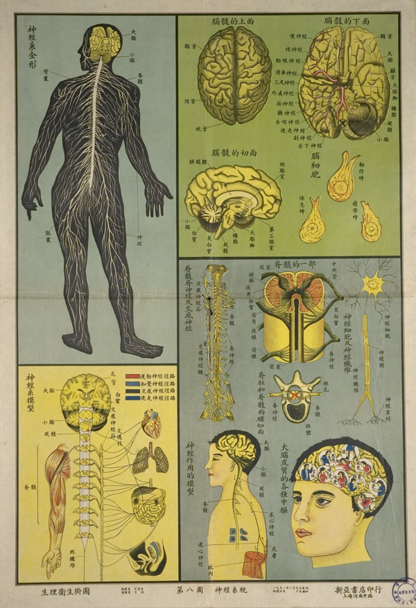 Anatomical poster with illustrations and text