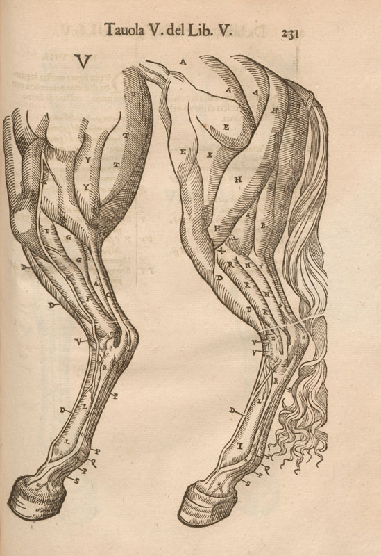 Woodcut of a horse’s hindquarters with muscles and arteries exposed