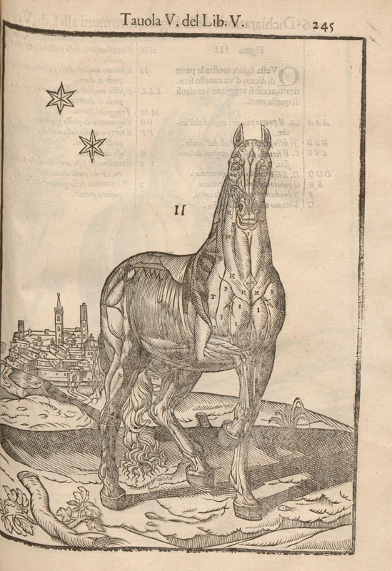 Woodcut anatomical illustration of a horse viewed from the front showing exposed musculature in a landscape with stars.