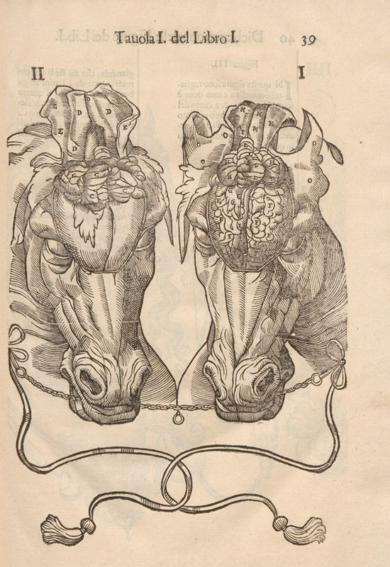 Woodcut of two horse skulls, both facing forward with the brain of the horse on the right exposed, both horses bridled together decoratively.