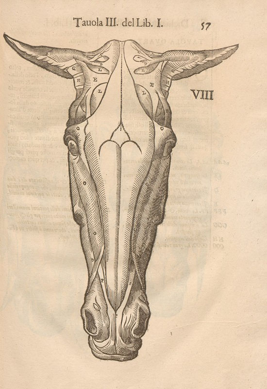 Woodcut of the muscles and bones of a horse’s head, from the front.