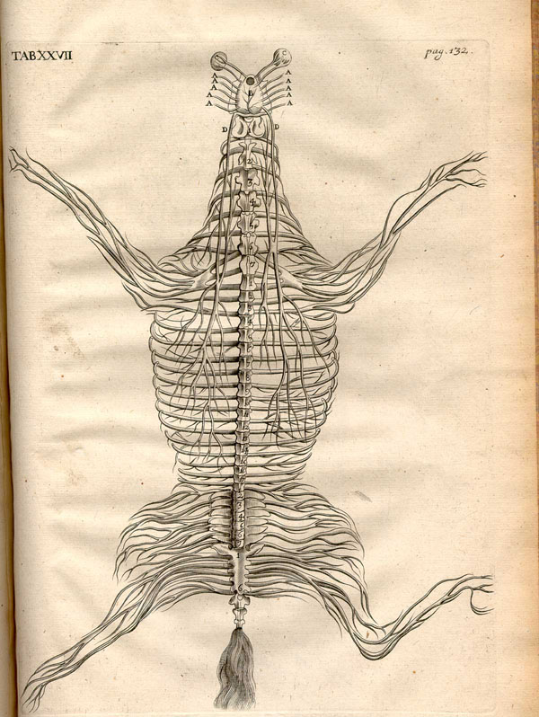 Copperplate engraved illustration of the nervous system of a flayed horse