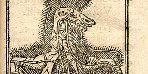 Woodcut illustration of a dissected horse on its back exposing muscles, arteries, and internal organs, with four horseshoes.